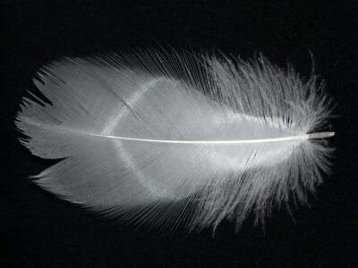 Down plumage bird