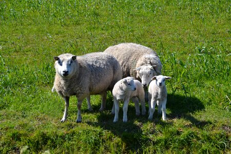 Texel wool animal