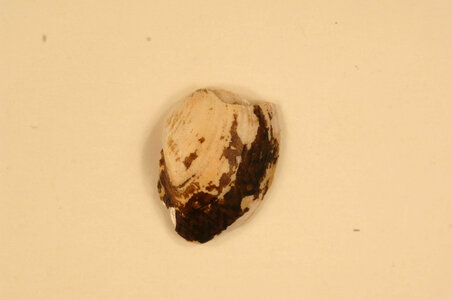 Truncilla donaciformis (outside)