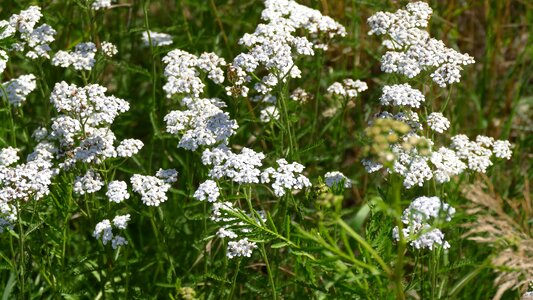 Beautiful Flowers biology bloom