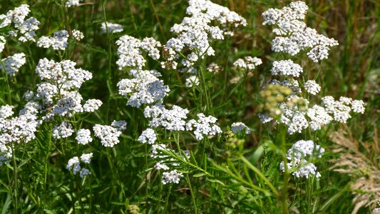 Beautiful Flowers biology bloom photo