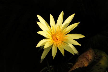 Aquatic yellow flower