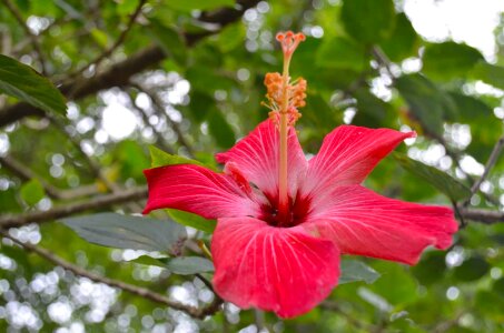 Beautiful beautiful flowers bloom