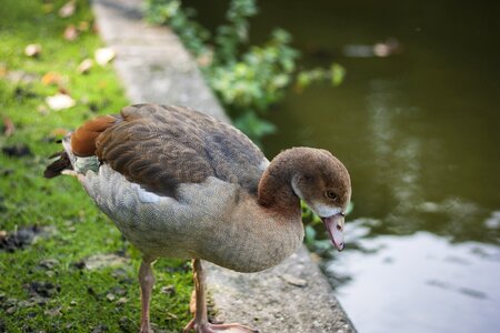 Water wild ducks nature