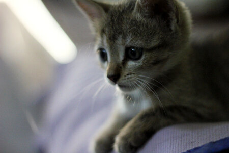 Kitten Baby photo