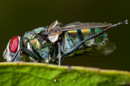 Details insect wing