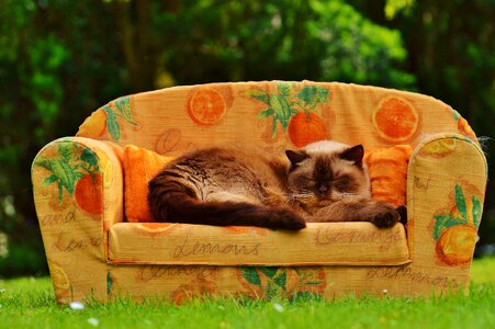 British shorthair thoroughbred fur