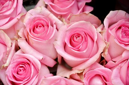 Nature pink flora