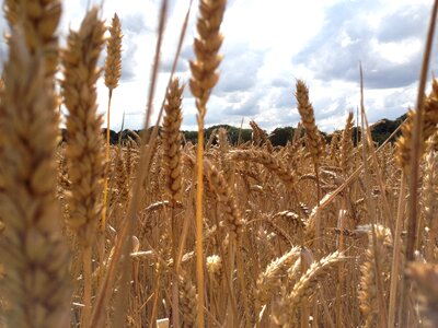 Golden agriculture crop photo