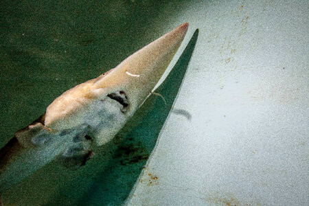 Pallid sturgeon-4
