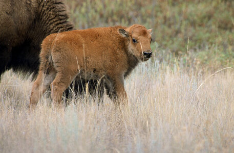 Bison calf