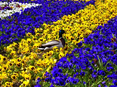 Pansy run spring