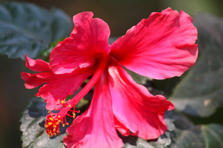 Hibiscus Pink Red Flower photo