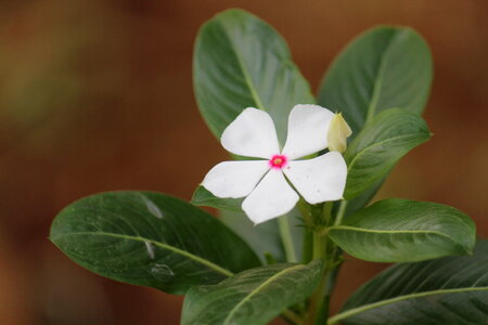 Single White Flower
