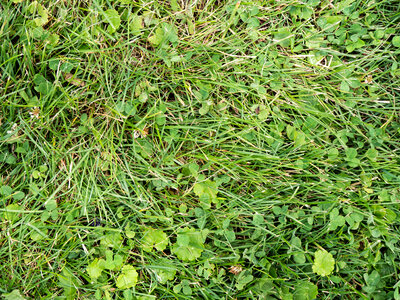 Grass Field with Clover photo