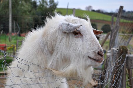 Farm campaign animal
