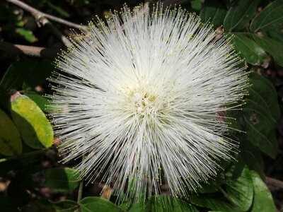 Flower white hawaii