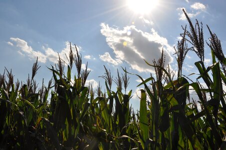 White cloud blue sky sunshine photo