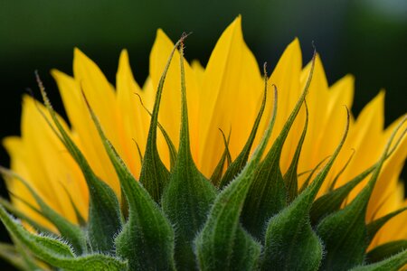 Sunflower flower nature