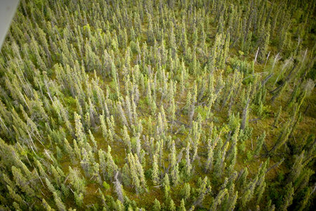 Aerial view of forest at Tetlin National Wildlife Refuge photo