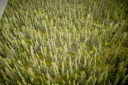 Aerial view of forest at Tetlin National Wildlife Refuge