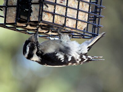 Nature wildlife bird photo