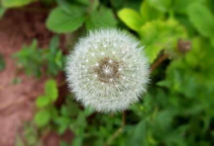 Spring seed blossom