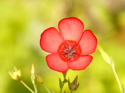 Bloom flower red