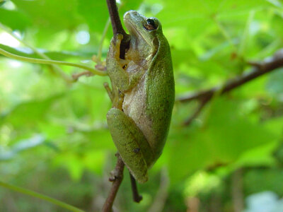 Squirrel tree frog hanging on a branch