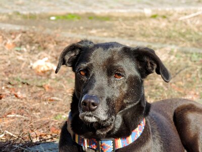 Shepherd Dog puppy pet photo