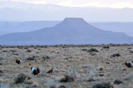 Greater sage-grouse lek and the dusty purple sunrise