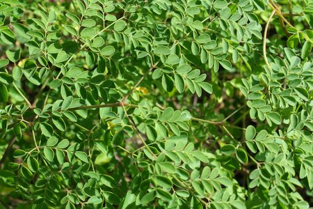 Sergipe food phytotherapy