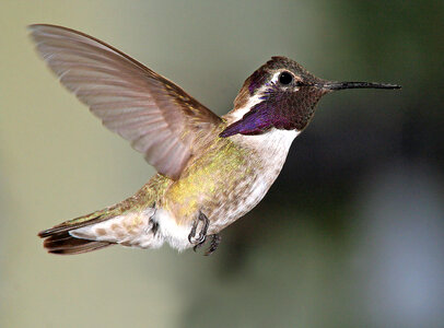 Costa's Hummingbird photo