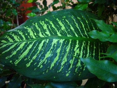 Leaf  