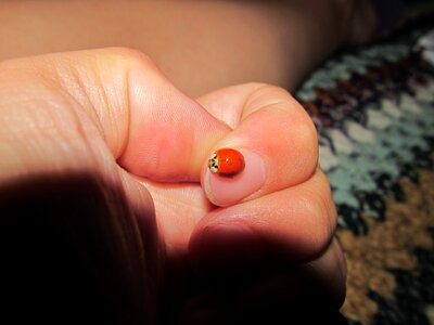 Insects lucky ladybug red photo