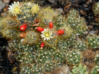 Cactus desert plant thorn photo