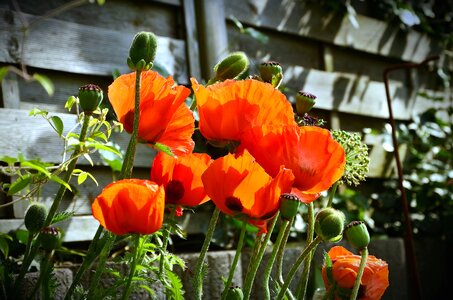 Beautiful Photo blossom fence photo