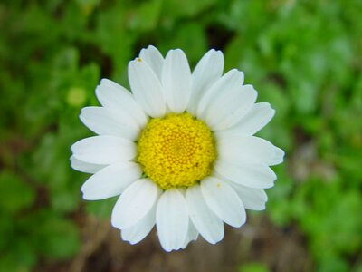Background blossom daisy