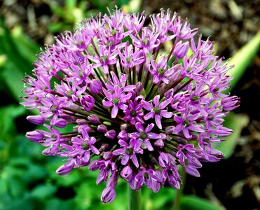 Trim chive plant ornamental plant photo