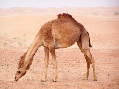 Desert transportation dubai photo