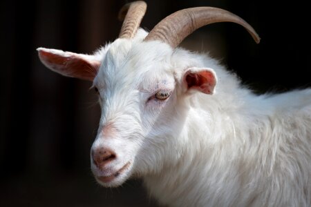Farm goat head photo