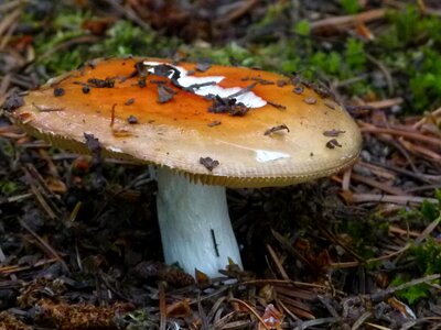 Forest floor ground