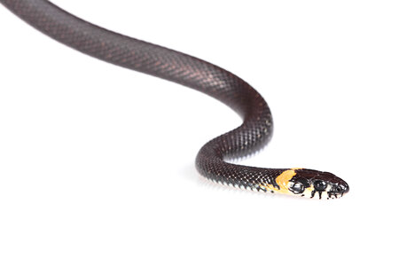 Black Snake photo