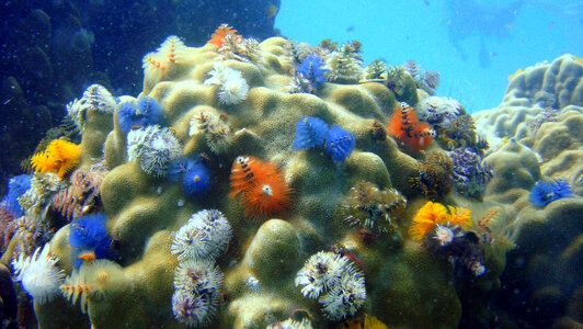 Colorful Marine Wildlife photo