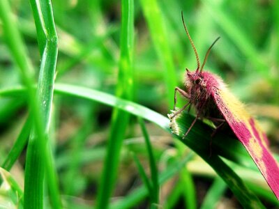 Bug nature grass