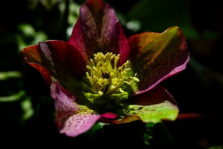 Blossom bloom plant photo