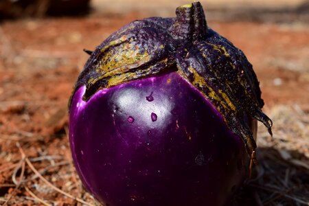 Diet eggplant flora