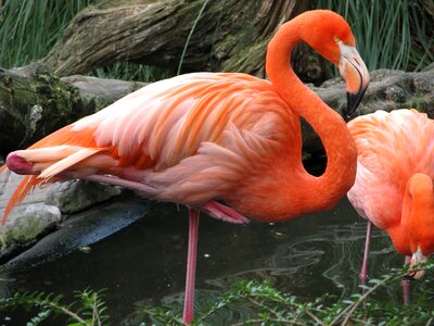 Pink red plumage photo