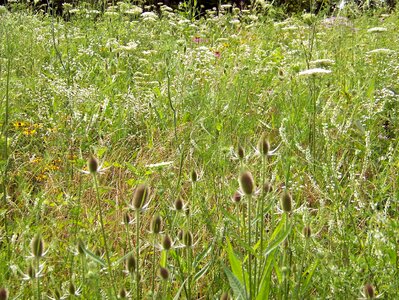 Field nature blossom