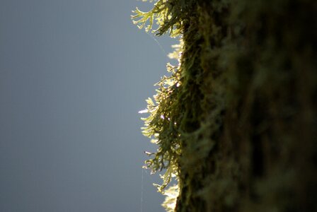 Log lichen weave photo
